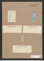 Diatomeae indet. Zeichnungen Sammlung Grunow Nr. 2811 (NHMW-BOT-W0370111)